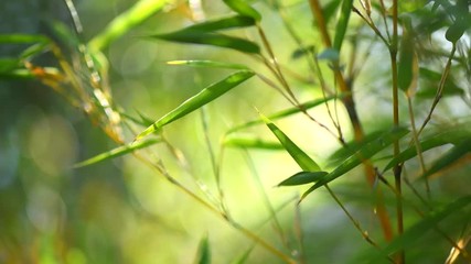 Sticker - Bamboo forest. Growing bamboo in japanese garden. 4K UHD video 3840x2160