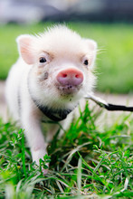 Cute Piglet In Grass