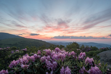 Poster - Pale Pink Sky Mirrors Pink Rhododendron