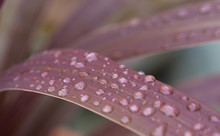 Purple Leaf With Water Droplets