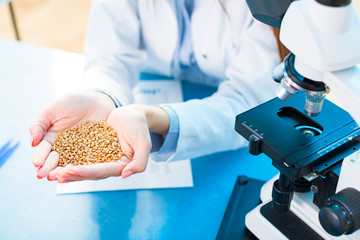 Wall Mural - Selective and genetic work with seeds and grains in a scientific laboratory. Food quality control