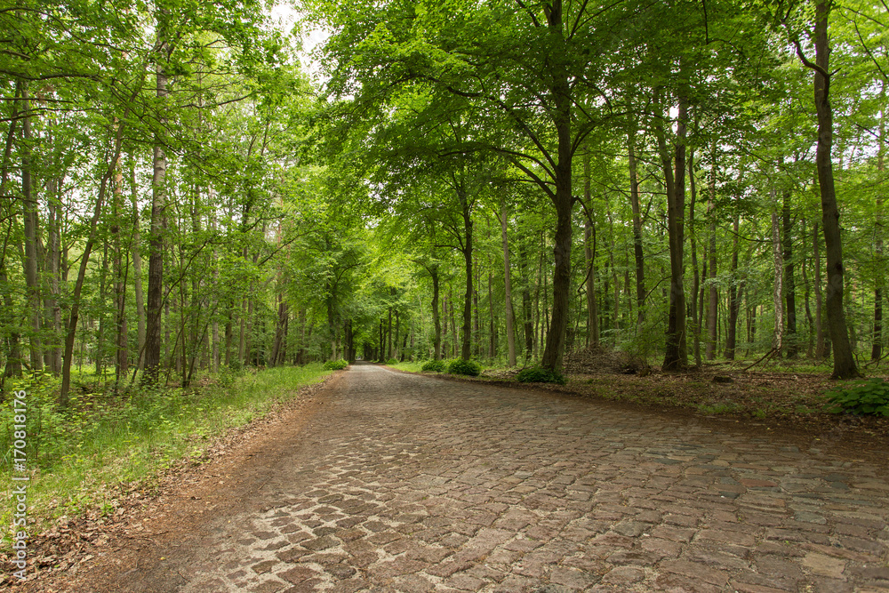 Allee und Straße mit Kopfsteinpflaster Stock Photo | Adobe Stock