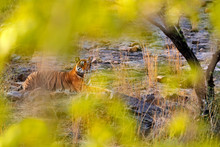 Tiger Laying, Green Vegetation. Wild Asia. Indian Tiger, Wild Animal In Nature Habitat, Ranthambore, India. Big Cat, Endangered Animal. Dry Season, Beginning Monsoon. Art View Of Nature, Green Leaves.