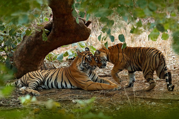 Wall Mural - couple of indian tiger, male in left, female in right, first rain, wild animal, nature habitat, rant