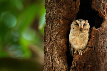 Wall Mural - Indian scops owl, Otus bakkamoena, rare bird from Asia. Malaysia beautiful owl in the nature forest habitat. Bird from India. Fish owl sitting on the branch in the green tropic forest.