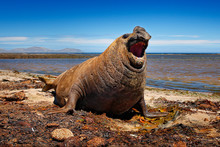 Angry Danger Animal. Male Of Elephant Seal Lying In Water Pond, Dark Blue Sky, Falkland Islands. Wildlife Scene From Nature. Animal Behaviour In Habitat. Coast Stone Rocky Beach With Seal, Open Muzzle