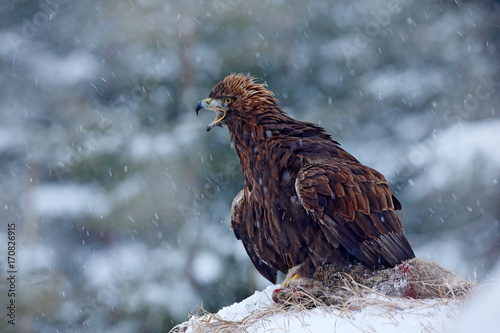 Fotografie, Tablou Golden Eagle in snow with kill hare, snow in the forest during winter