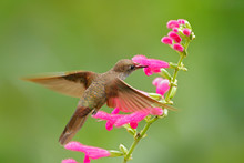 Hummingbird Brown Inca, Coeligena Wilsoni, Flying Next To Beautiful Pink Flower, Pink Bloom In Background, Ecuador. Bird In The Forest With Red Bloom. Hummingbird With Red. Beautiful Bird With Flower.