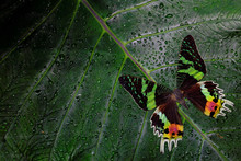 Chrysiridia Rhipheus, Madagascan Sunset Moth, Beautiful Green And Black Butterfly Sitting On Green Leaves, Endemic In Madagascar. Tropic Insect In The Nature Habitat. Wildlife Scene Form Jungle.