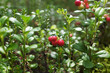 red cranberries in the forest