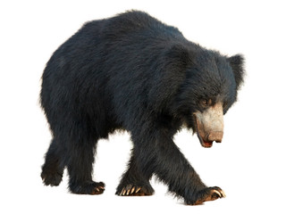 close up, wild sloth bear, melursus ursinus, isolated on white background, walking directly at camer