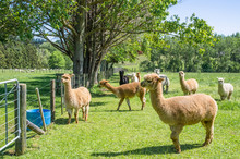 Alpacas In A Farm Of New Zealand.