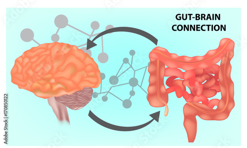 Fotomural Vector illustration- Gut - Brain connection.