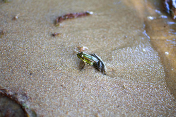 Little frog on the sand on the sea beach. Sand background. Amphibian macro photography