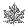 Engraving Maple Leaf isolated on white background.