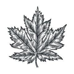 engraving maple leaf isolated on white background.