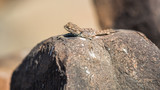 Fototapeta  - lizard lying on a rock in the sun