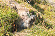 Curious marmot standing outside his den in grass