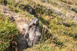 Curious marmot standing up outside his den