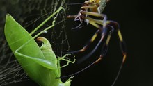 Huge Spider Killing A Big Grasshopper Caught In Its Web, Golden Silk Orbweawer, Nephilidae