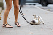 pug at the leash rolls on the sidewalk