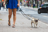 Fototapeta Psy - young woman walks with a pug in the city