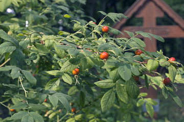 rosehip bush 2