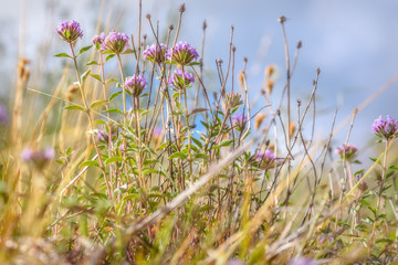 Wall Mural - pink Ziziphora wild flowers steppe