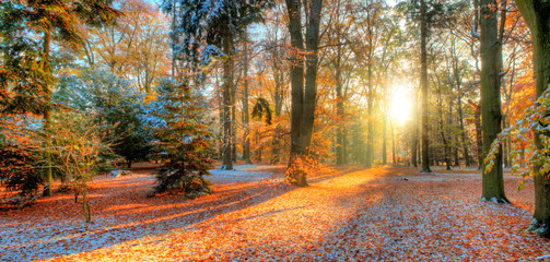 Beautiful colored trees in autumn, landscape photography