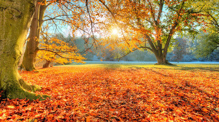 Wall Mural - Beautiful colored trees in autumn, landscape photography