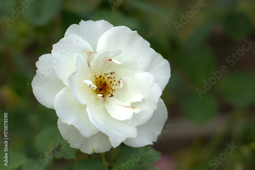 Fotografie, Obraz Moonsprite; Floribunda Rose, White Rose Originally Produced by the Breeder Swim