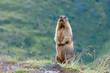 Alpine marmot alerting