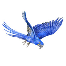 Blue Macaw Profile Portrait Free Stock Photo Public Domain Pictures
