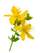 St. John's wort (Hypericum perforatum) isolated without shadow