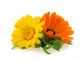 Calendula. Marigold flower with leaves isolated on white