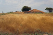 Rural landscape with golden grass