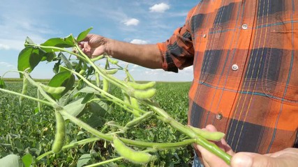 Poster - Close up of senior farmer hands examining soybean crop in field.