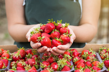 Woman holding a juicy bitten strawberry into the camera,strawberry in arm. Woman holding strawberry in hands in greenhouse,Female hand holding strawberry on blurred background,strawberry crop concept