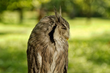 Southern White-faced Owl (Ptilopsis Granti)