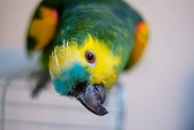 Parrot With Head Tilting