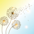 Dandelions flower. Vector abstract dandelions for background design. Vector Illustration of Dandelion fof greeting card. Flying Dandelion black. Abstract dandelion background