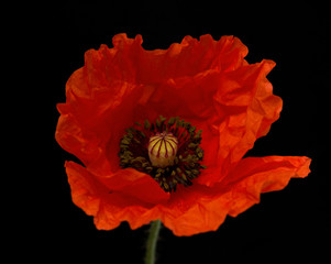 red poppy flower field