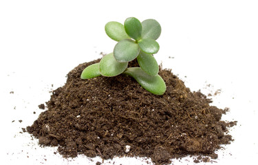 green plant in soil on white background