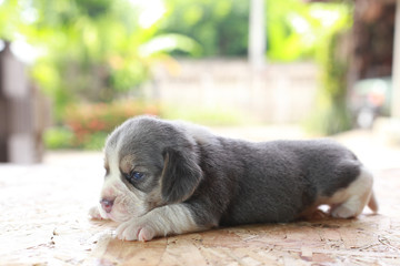 2 weeks pure breed beagle Puppy is sleeping and looking on natural green background