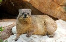 A Full-length Shot Of A Hyrax Laying On A Rock Facing The Camera Looking Alert.
