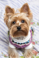 Yorkshire Terrier on sofa