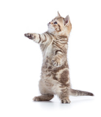 funny cat standing isolated with paw up