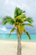 Fallen palm tree on a sandy beach along the turquoise ocean