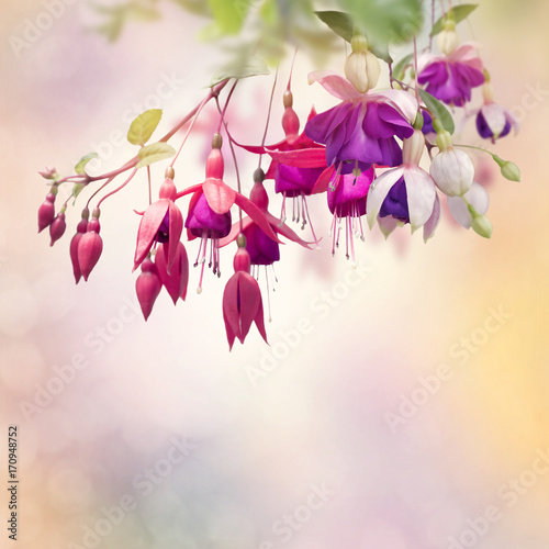 Red and Purple Fuchsia Flowers
