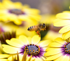 Bee hovering above colorful pollen filled flowers